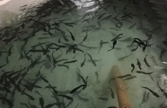 Automated control system for rearing young animals
